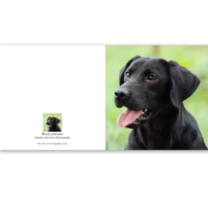 'Black Labrador'. Fine art card by Stephen Knowles Photography