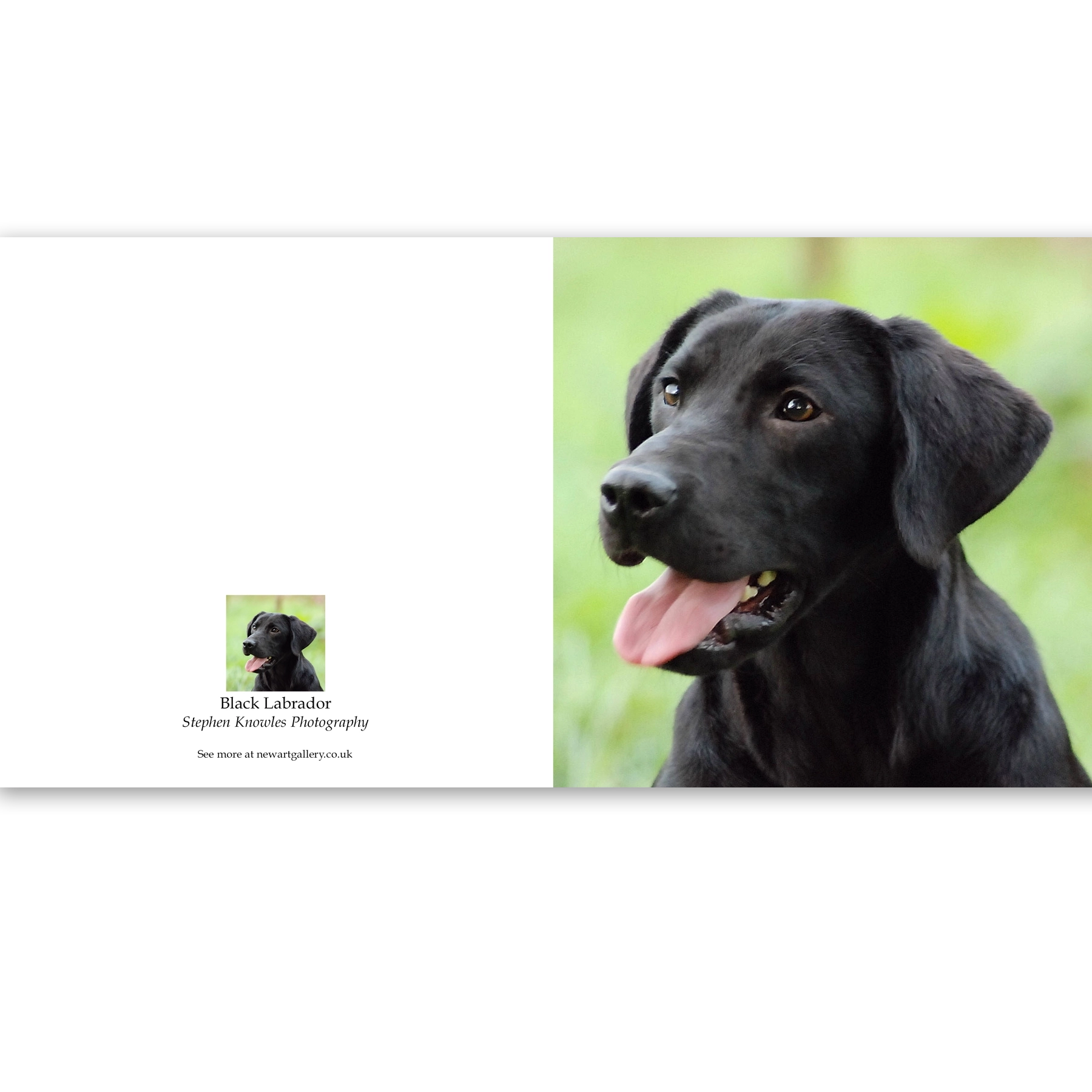 'Black Labrador'. Fine art card by Stephen Knowles Photography