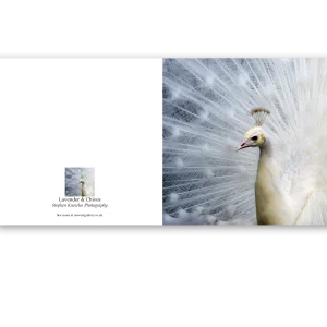'Peacock'. Fine art cards by Stephen Knowles Photography.