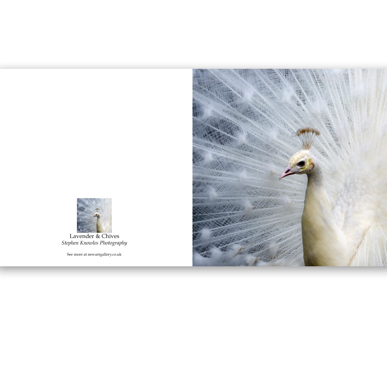 'Peacock'. Fine art cards by Stephen Knowles Photography.