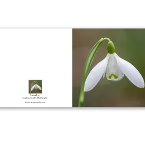 'Snowdrop'. Fine art cards by Stephen Knowles Photography.