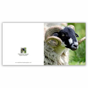 'Dalesbred Sheep'. Fine art cards by Stephen Knowles Photography.
