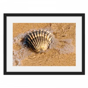 'Sea Shell' by Stephen Knowles Photography.